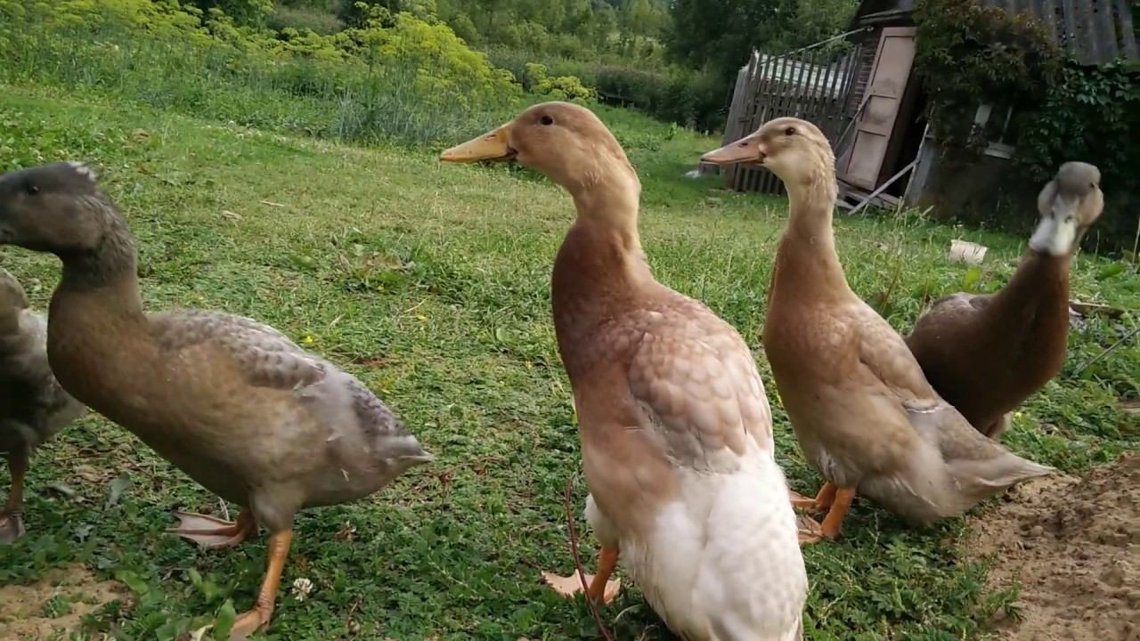 Утята Индийский Бегунок смотреть онлайн