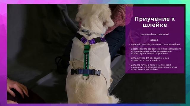 Приучение к шлейке - это важно!