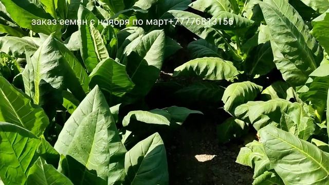 Cuban Criollo 98, Havana 142, Cuban Criollo