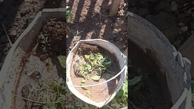 11 июля 2024 г.