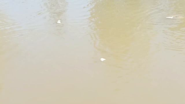 Чавканье карпа. 14.05. 2023.