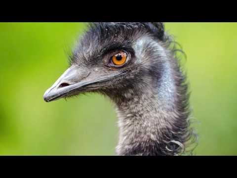 Home Sweet Habitats: Grasslands смотреть онлайн