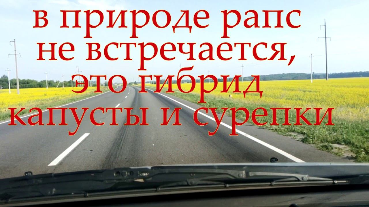 Поля цветущего рапса и немного фактов о нем. смотреть онлайн