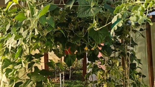 Обалденный перец РАМИРО 😋