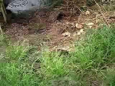 Brighton Park Squirrel смотреть онлайн