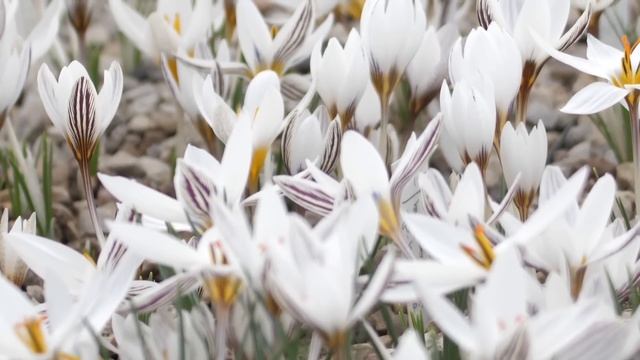 5 марта День Тимофея Весновея, что нельзя делать сегодня по народным приметам #приметынасегодня смотреть онлайн