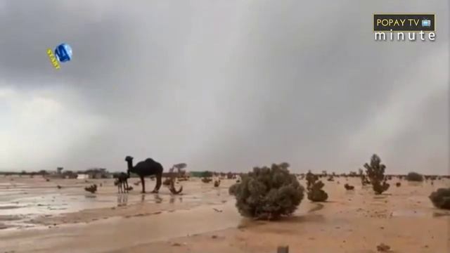 HUJAN DAN PELANGI DI GURUN TAIF, ARAB SAUDI | popayTVminute смотреть онлайн