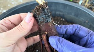 Сажаю привитые древовидные пионы 🪴