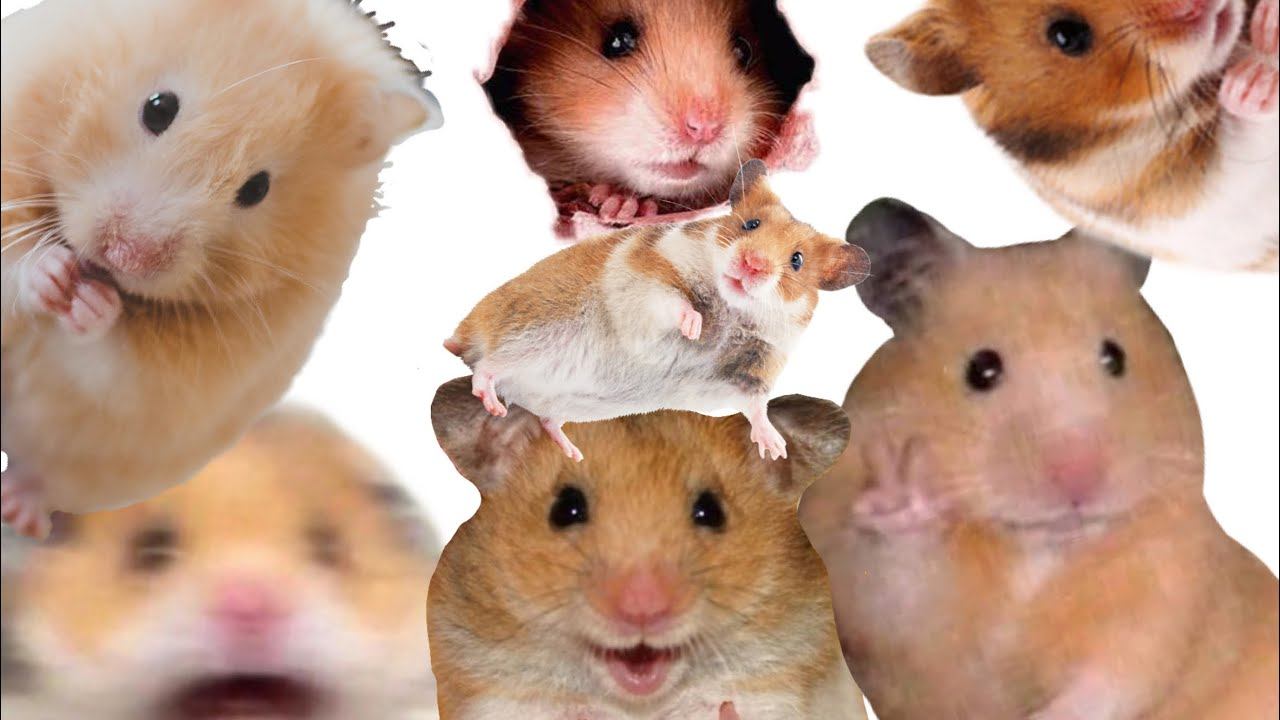 История моих хомяков 🐹🐹 смотреть онлайн