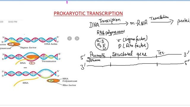 Prokaryotic transcription || Easy explanation || Biologix5 смотреть онлайн