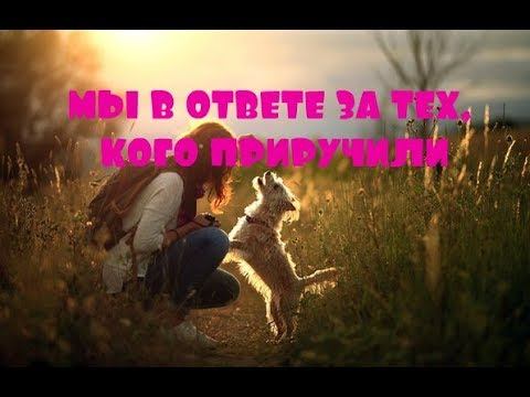 ОТЕЦ АБСОЛЮТ/ПЕРЕХОД В ПЯТОЕ ИЗМЕРЕНИЕ (Мы в ответе за тех, кого приручили) смотреть онлайн