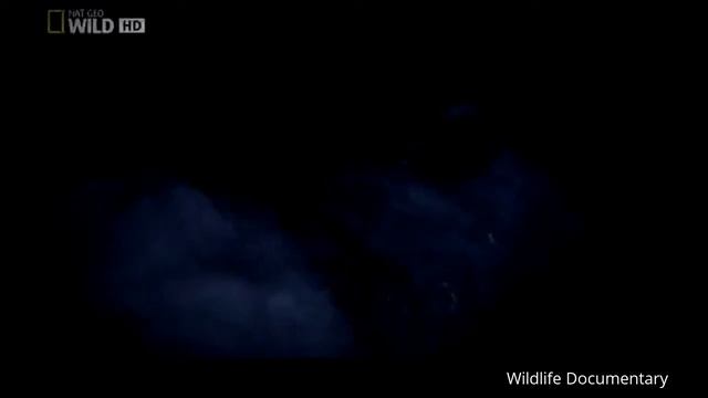 Wildlife Botswana : Best Documentary смотреть онлайн