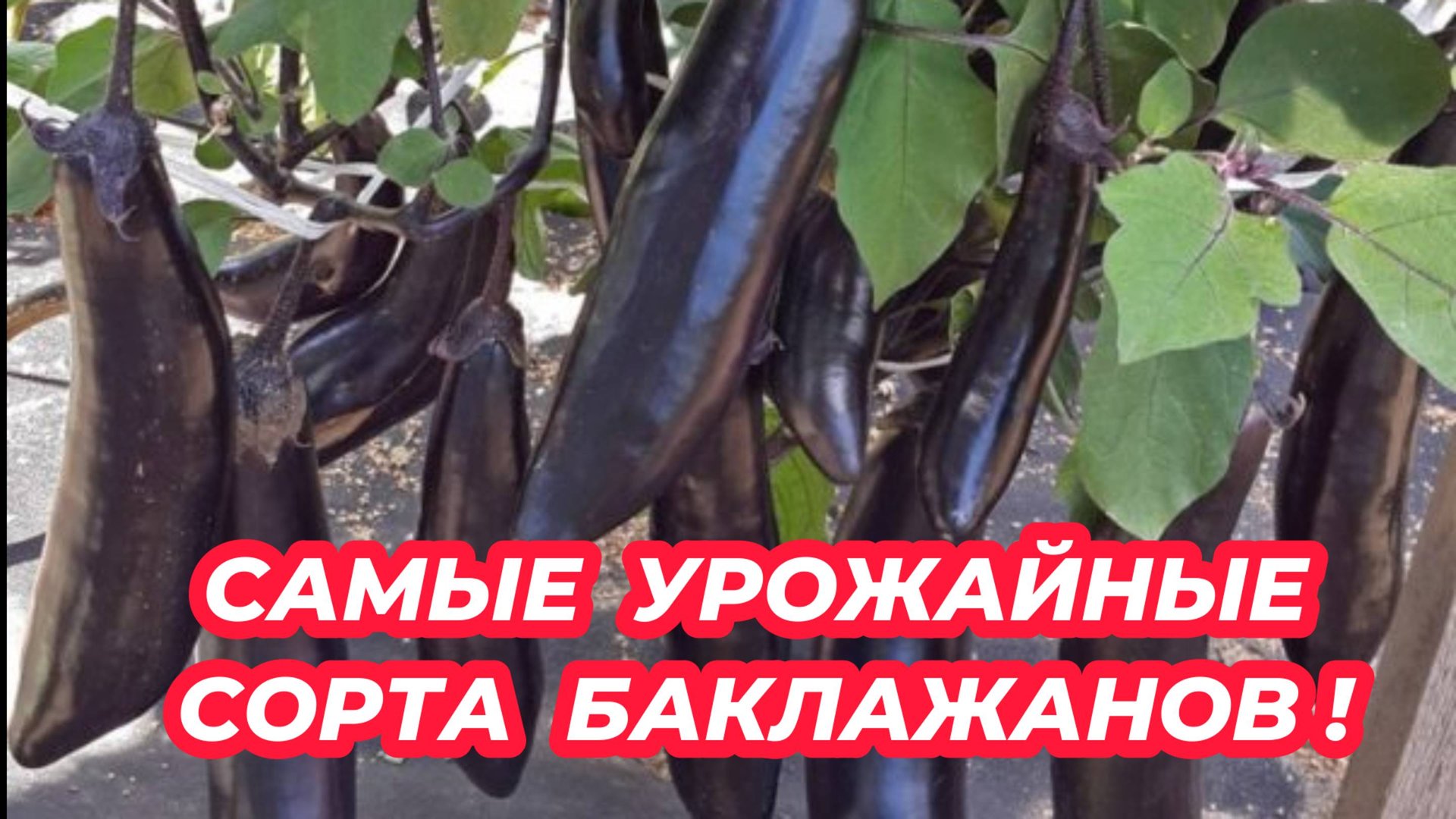 БАКЛАЖАНЫ завалят урожаем, если посадите эти сорта. 3 самых урожайных сорта баклажанов! смотреть онлайн