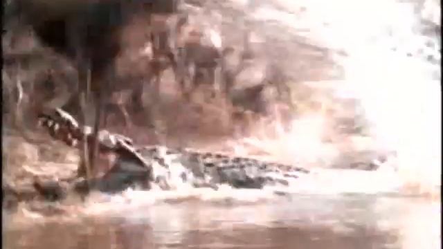 Explore The Wildlife Kingdom