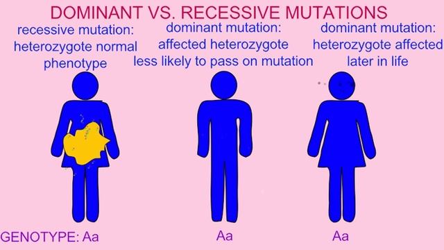 SELECTION ACTING ON DOMINANT & RECESSIVE TRAITS смотреть онлайн