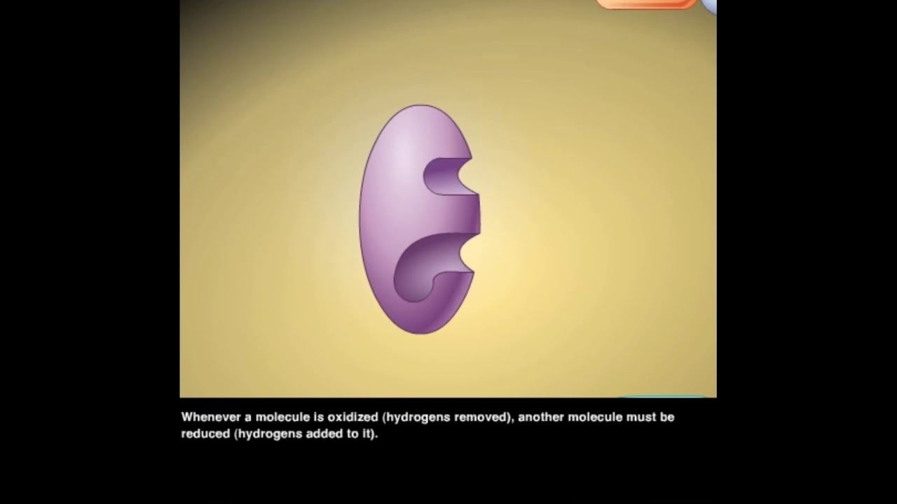 NADH oxidation reduction reactions смотреть онлайн
