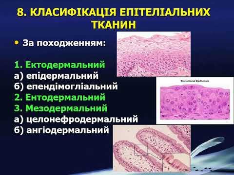 Лекція 2 Епітеліальна тканина смотреть онлайн