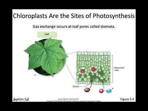 Photosynthesis смотреть онлайн