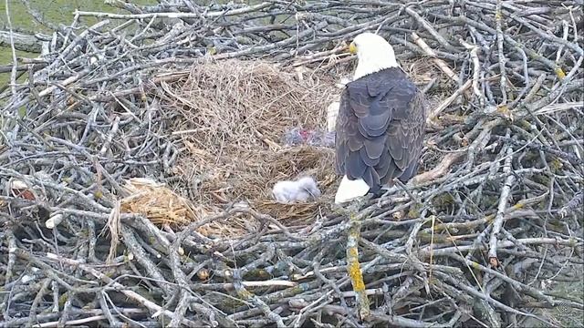 Decorah North Nest Eagles 04.04.2017 ~15:45. Mom returned. Funny chicks смотреть онлайн