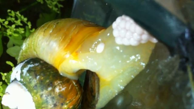 Нерест ампулярии смотреть онлайн