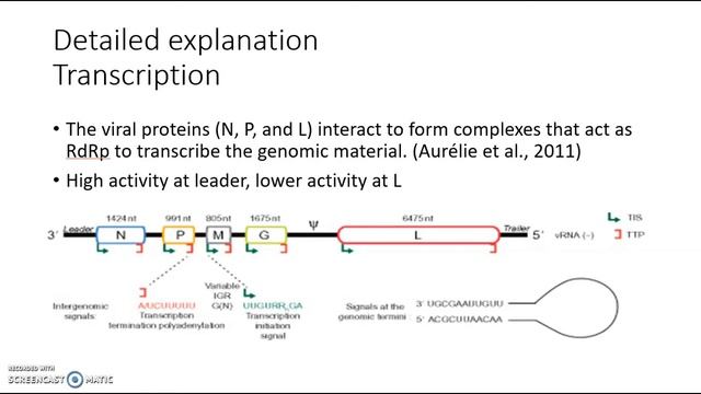 Rabies Virus (RABV) Transcription and Replication смотреть онлайн