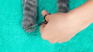 Я Спасла Бездомных Животных от Multi DO Smile