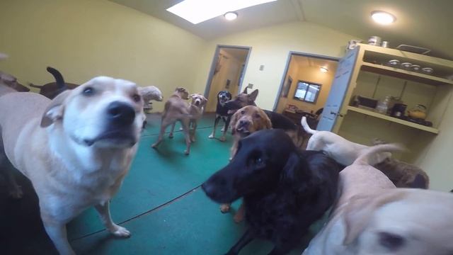 Animal Magnetizm Dog Daycare 1/8/16 B смотреть онлайн