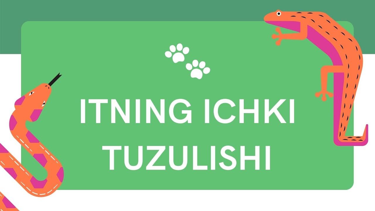 Itning ichki tuzilishi / online maktab / 7 - sinf смотреть онлайн