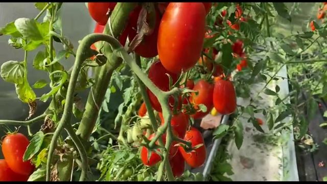 Томаты в теплице