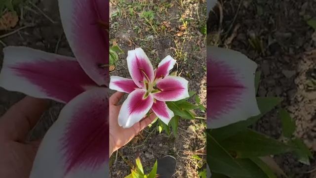 Лилия Голубой ангел (пересорт)