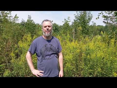 Secondary succession in an old field community смотреть онлайн
