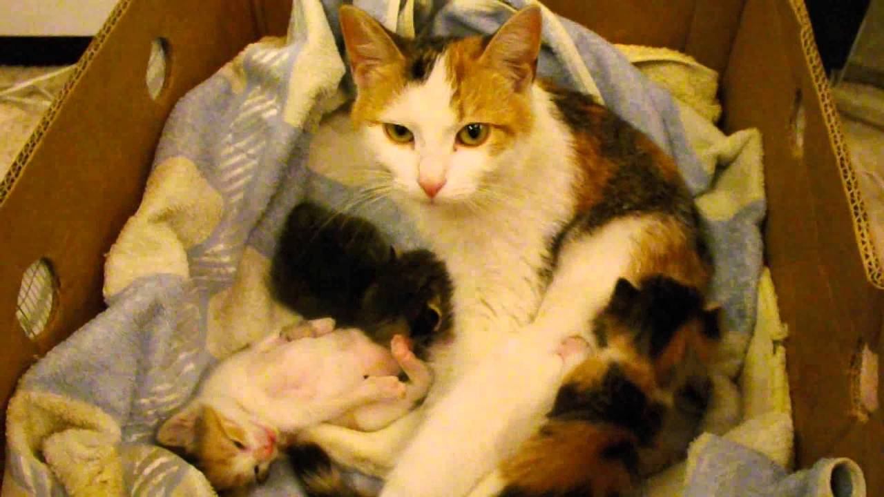 Котятки смотреть онлайн