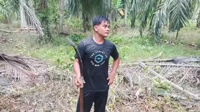 ALAT KUMPUL BUAH KELAPA DENGAN CEPAT YANG MULTI FUNGSI смотреть онлайн