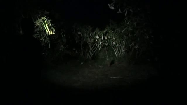 Zebralight H52w vs H52Fw - 50 lumens смотреть онлайн