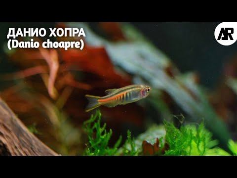 Данио Хопра | (Danio Choapre).