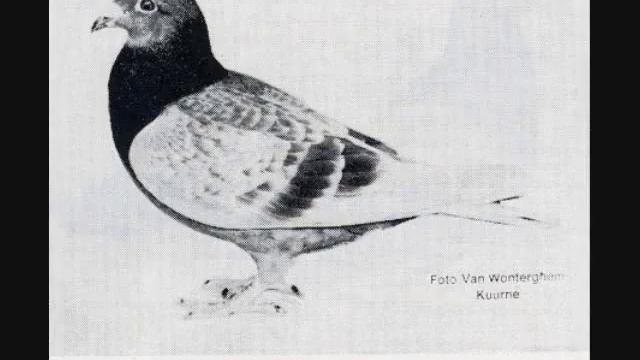 Janssen Strain (The Most Popular Breed) #pigeonfancier#racingpigeon#pigeonracing