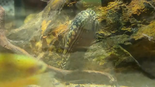 Biotop Aqua смотреть онлайн