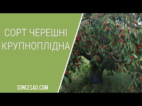 🍒Cорт черешні Крупноплідна🍒 смотреть онлайн