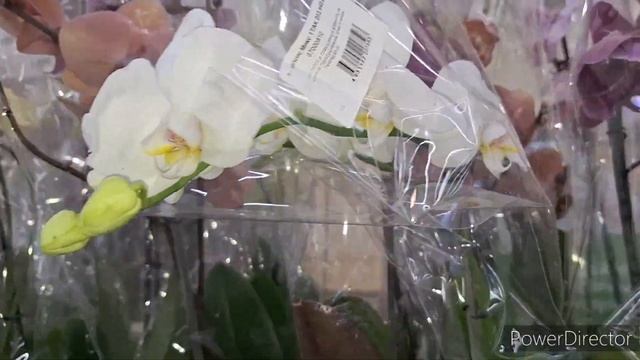 Красивая Поставка! ОРХИДЕИ в ЛЕМАНА ПРО ТЦ Амбар Самара 03.10.24. смотреть онлайн