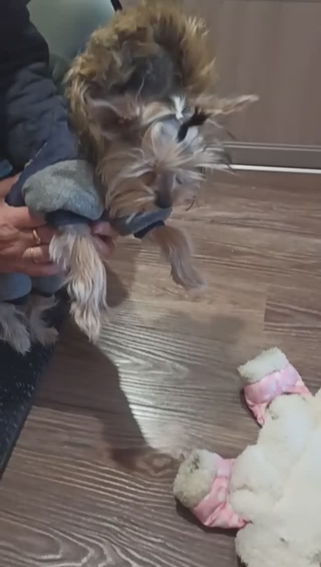 Утепление для мелких пород собак