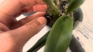 Последняя посылка с орхидеями. Про каттлею Amazing Thailand и cattleya Shroderae . У кого они есть