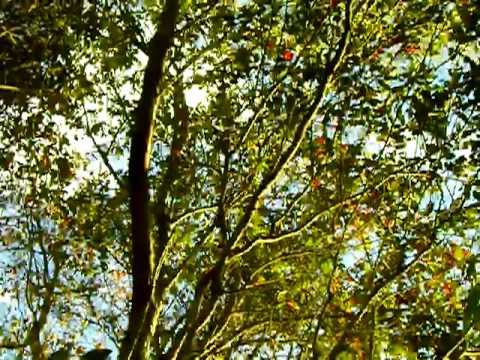 Polaris Orchis Planetario