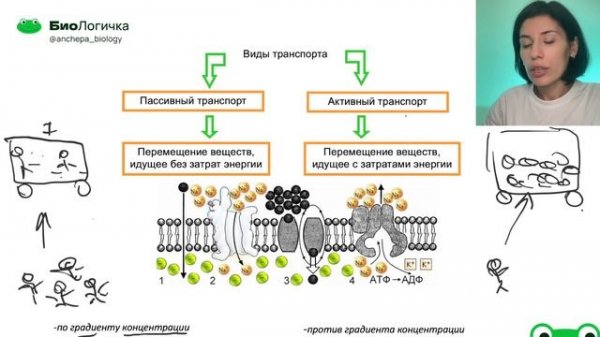 3 Модуль Цитология. Мембрана. Мембранный транспорт
