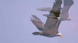 Летящий орёл