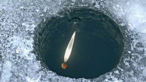На глубине 50 см ДОЛБИТ БЛЕСНУ так, что и кивок не нужен! Первый лёд 2024 25. Рыбалка