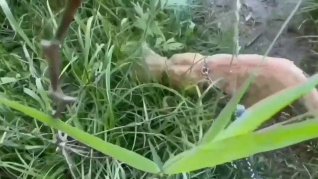 ДОВЕЛА ГЕНИЮ ДО СЛЁЗ. VREDINA LIFE. ОБЗОР.