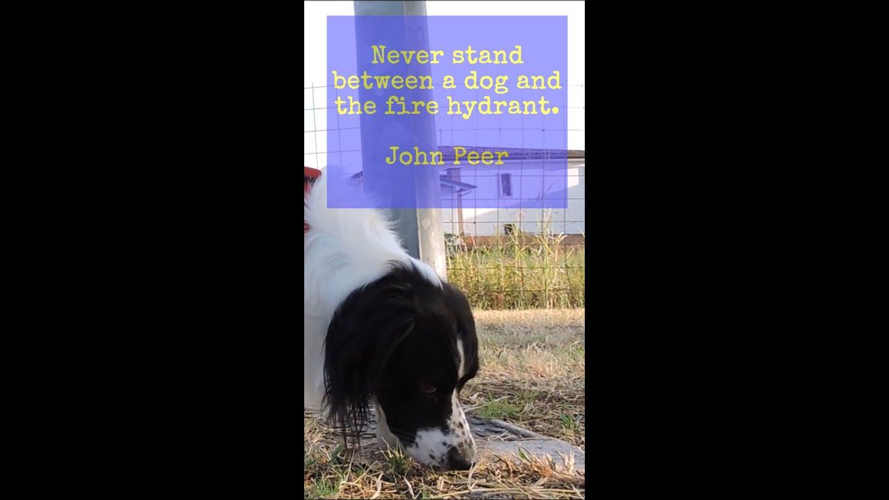 Dogs in a Minute (He Said Quotes 2022) смотреть онлайн