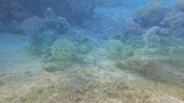 Diving In Egypt - Mangrove Bay