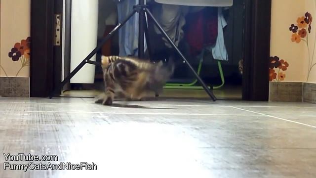 Миссия выполнима кухня! смотреть онлайн