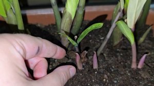 Определяем вариегатность замиокулькаса с ростка и как сделать большие листья у замиокулькаса